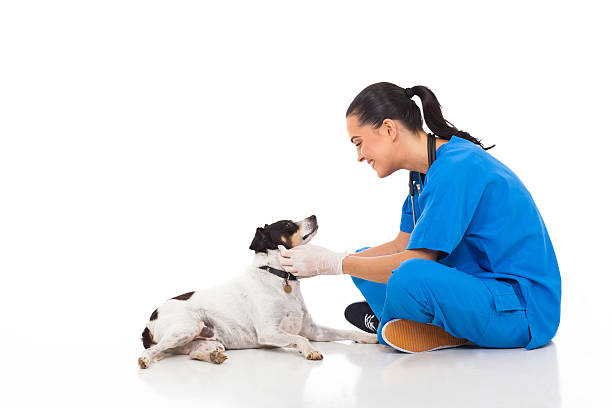 professional vet doctor playing with pet dog stock photo