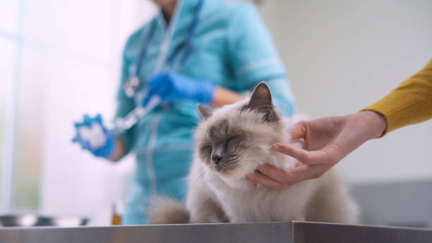 Professional vet giving an injection to a pet Professional vet giving an injection to a cat, the owner is cuddling the pet veterinarian stock pictures, royalty-free photos & images