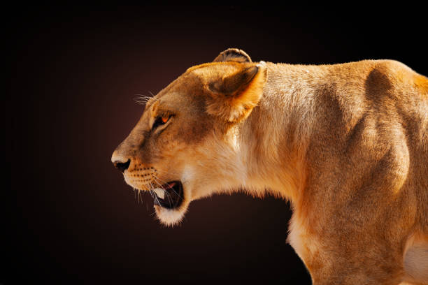 Profile image of the angry female lion over dark stock photo
