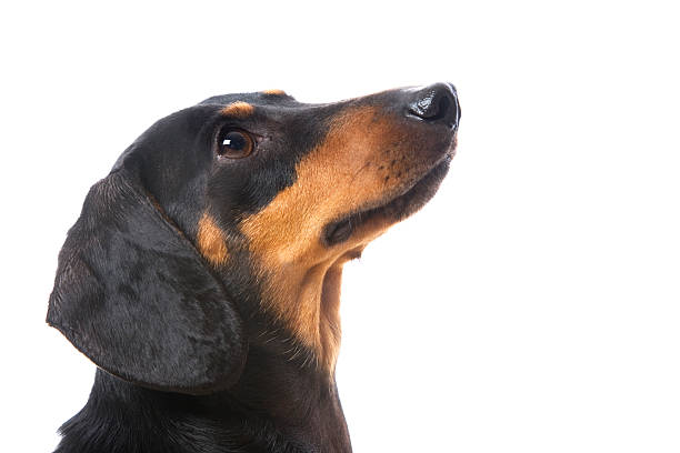 Best Dachshund Dog Side View Profile Stock Photos