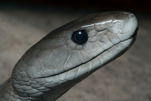Profile Of A Venomous Black  Mamba  Snake  Stock Photo 