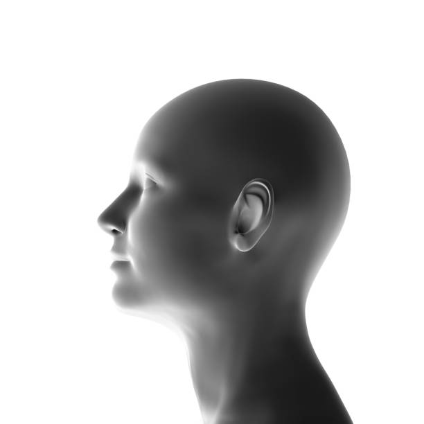 Best Human Head Stock Photos Pictures Royalty Free Images iStock Best Human Head Stock Photos Pictures Royalty Free Images iStock