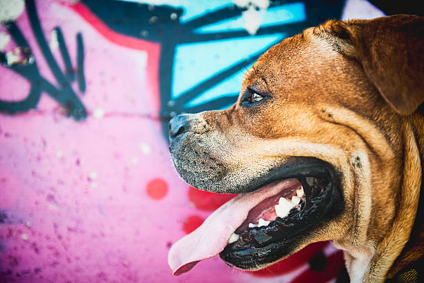 Profile of Ban Dog, gaffiti on background stock photo