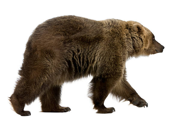 Profile of Brown Bear, 8 years old, walking. Brown Bear, 8 years old, walking in front of white background. bear animal stock pictures, royalty-free photos & images