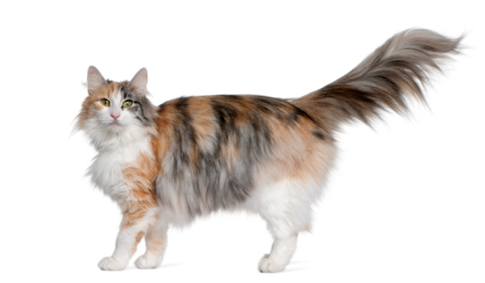 Profile Of Norwegian Forest Cat Standing Stock Photo ...