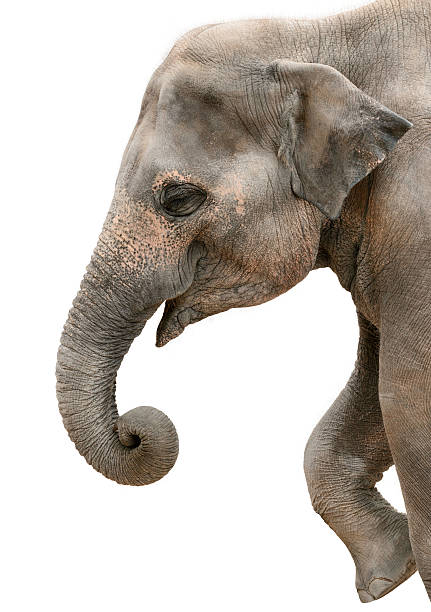 Profile portrait of a happy elephant Profile portrait of a happy elephant isolated on pure white elephant trunk stock pictures, royalty-free photos & images