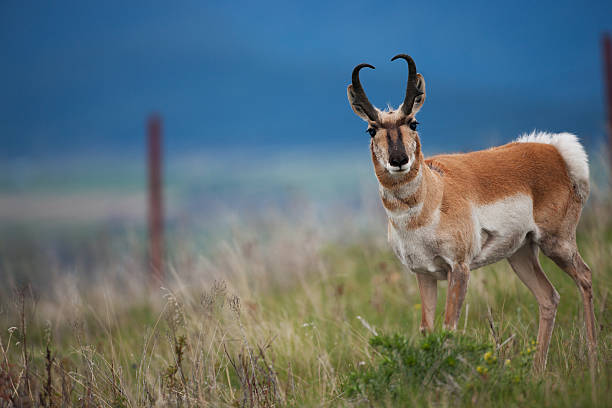 Pronghorn antelope in Montana. "Pronghorn antelope in Montana's National Bison Range. This pronghorn was very curious, even approached within 15 feet.See more of my wildlife images below." antelope stock pictures, royalty-free photos & images