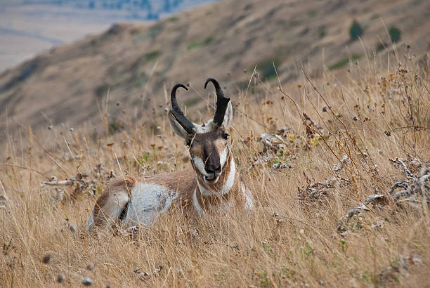 Pronghorn Antelope Resting on a Grassy Hillside The Pronghorn (Antilocapra americana) is a species of artiodactyl (even-toed, hoofed) mammal native to interior western and central North America. Although it is commonly thought of and called an antelope it is not a true antelope. The pronghorn is the only surviving member of the Antilocapridae family and has been in North America for over a million years. The pronghorn has a similar body shape to a deer but stockier and shorter legged. Both males and females grow horns but the male horns are larger. The horns are shed each year as the new horns grow from underneath. The pronghorn weighs between 90 and 120 pounds and stands about 3 1/2 feet tall at the shoulder. It has a tan to reddish brown body with white markings throughout. The pronghorn is the fastest land mammal in the Western Hemisphere. Its great speed enables the pronghorn to outrun most predators. Pronghorns are migratory herd animals. Their migration routes have been threatened by fencing and fragmentation of their habitat. Pronghorns cannot jump over traditional barb wire fences like deer and elk can. They try to pass underneath and sometimes get caught in the fencing. Newer types of fencing have plastic pipe under the bottom strands which allows the animals to pass through. Pronghorns are quite numerous and in some areas like Wyoming and northern Colorado the pronghorn population at times has exceeded the human population. This pronghorn was photographed on Antelope Ridge in the National Bison Range near Charlo, Montana, USA. jeff goulden pronghorn stock pictures, royalty-free photos & images