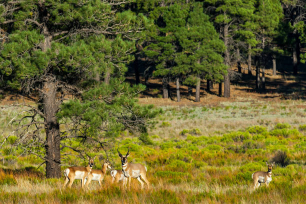 Pronghorn Herd in a Meadow The Pronghorn (Antilocapra americana) is a species of artiodactyl (even-toed, hoofed) mammal native to interior western and central North America. Although it is commonly thought of and called an antelope it is not a true antelope. The pronghorn is the only surviving member of the Antilocapridae family and has been in North America for over a million years. The pronghorn has a similar body shape to a deer but stockier and shorter legged. Both males and females grow horns but the male horns are larger. The horns are shed each year as the new horns grow from underneath. The pronghorn weighs between 90 and 120 pounds and stands about 3 1/2 feet tall at the shoulder. It has a tan to reddish brown body with white markings throughout. The pronghorn is the fastest land mammal in the Western Hemisphere. Its great speed enables the pronghorn to outrun most predators. Pronghorns are migratory herd animals. Their migration routes have been threatened by fencing and fragmentation of their habitat. Pronghorns cannot jump over traditional barb wire fences like deer and elk can. They try to pass underneath and sometimes get caught in the fencing. Newer types of fencing have plastic pipe under the bottom strands which allows the animals to pass through. Pronghorns are quite numerous and in some areas like Wyoming and northern Colorado the pronghorn population at times has exceeded the human population. This herd of pronghorn was photographed at Bonito Park next to Sunset Crater Volcano National Monument in the Coconino National Forest near Flagstaff, Arizona, USA. jeff goulden pronghorn stock pictures, royalty-free photos & images