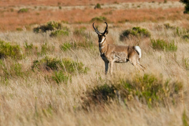 Pronghorn in a Meadow The Pronghorn (Antilocapra americana) is a species of artiodactyl (even-toed, hoofed) mammal native to interior western and central North America. Although it is commonly thought of and called an antelope it is not a true antelope. The pronghorn is the only surviving member of the Antilocapridae family and has been in North America for over a million years. The pronghorn has a similar body shape to a deer but stockier and shorter legged. Both males and females grow horns but the male horns are larger. The horns are shed each year as the new horns grow from underneath. The pronghorn weighs between 90 and 120 pounds and stands about 3 1/2 feet tall at the shoulder. It has a tan to reddish brown body with white markings throughout. The pronghorn is the fastest land mammal in the Western Hemisphere. Its great speed enables the pronghorn to outrun most predators. Pronghorns are migratory herd animals. Their migration routes have been threatened by fencing and fragmentation of their habitat. Pronghorns cannot jump over traditional barb wire fences like deer and elk can. They try to pass underneath and sometimes get caught in the fencing. Newer types of fencing have plastic pipe under the bottom strands which allows the animals to pass through. Pronghorns are quite numerous and in some areas like Wyoming and northern Colorado the pronghorn population at times has exceeded the human population. This pronghorn was photographed at Bonito Park next to Sunset Crater Volcano National Monument in the Coconino National Forest near Flagstaff, Arizona, USA. jeff goulden pronghorn stock pictures, royalty-free photos & images