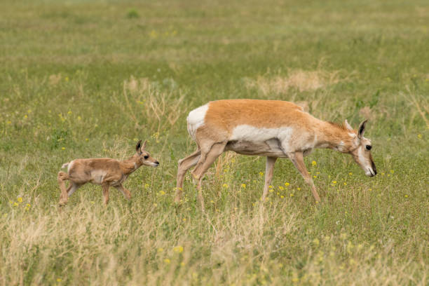 Pronghorn mother and baby stock photo