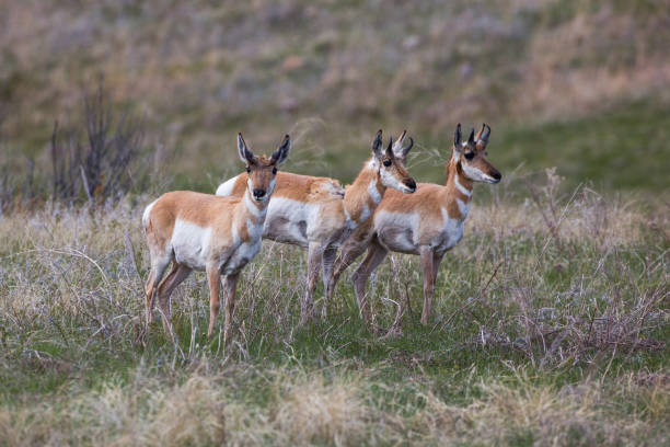 Pronghorns, Custer State Park stock photo