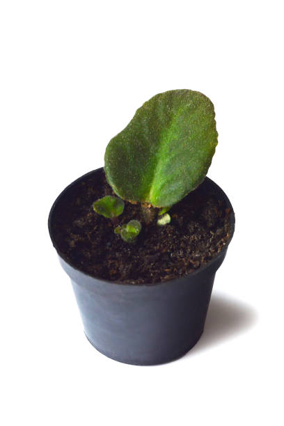Propagating African violets. Growing African violet from leaf cuttings Propagating African violets. Growing African violet from leaf cuttings african violet photos stock pictures, royalty-free photos & images