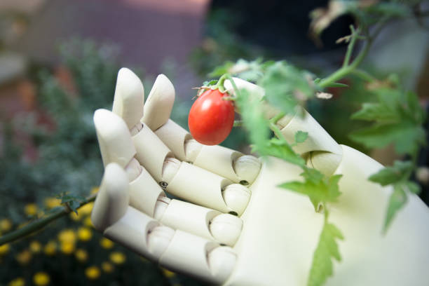 prosthetic hand holding cherry tomato - technology picking agriculture imagens e fotografias de stock