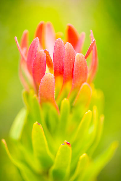Protea Bloom stock photo