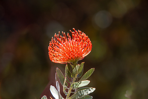 red protea flower, Carmel Valley CA