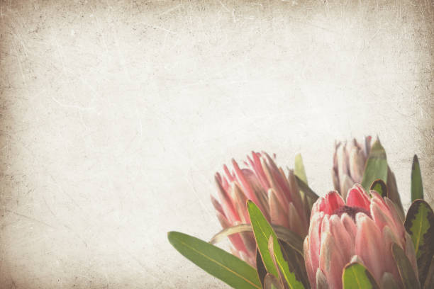 Protea flowers on vintage background stock photo