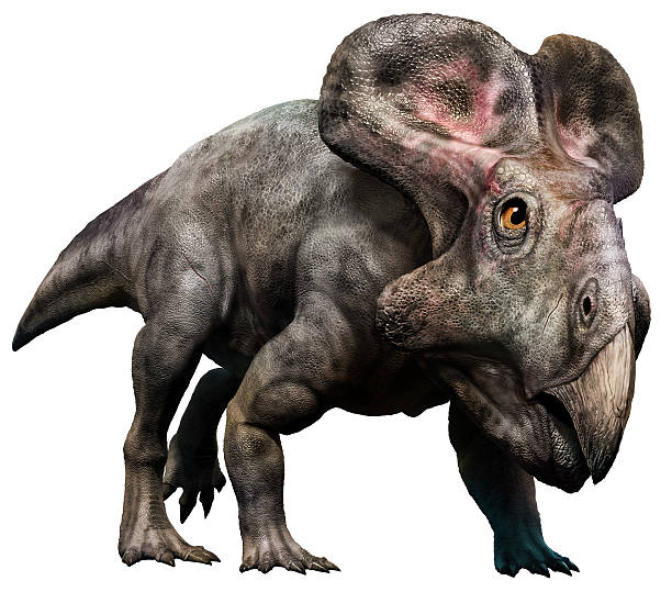 Protoceratops stock photo