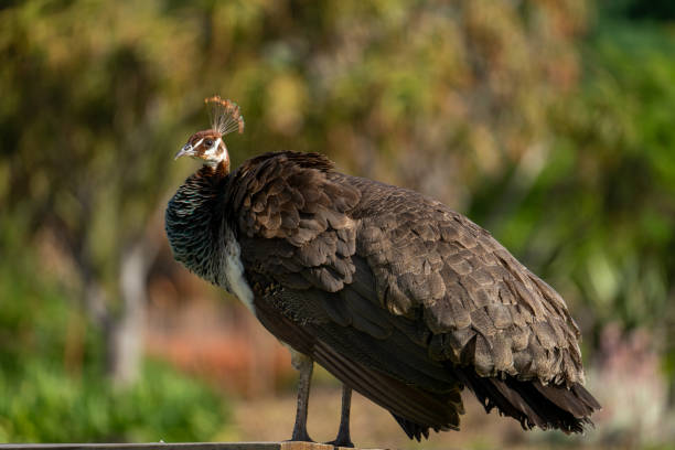 Proud as a Peahen stock photo