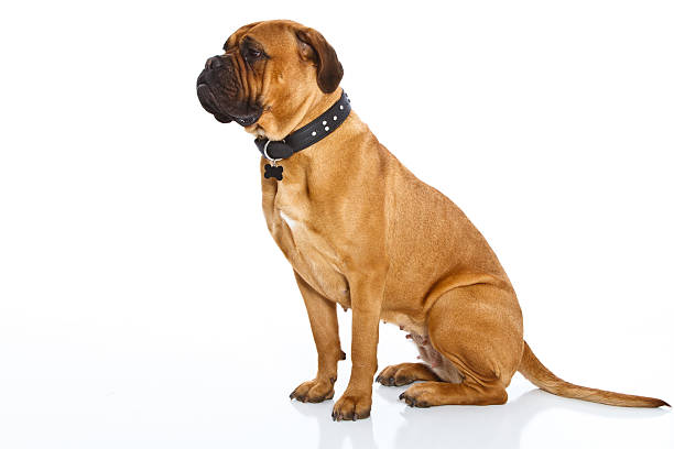 Proud Bullmastiff female dog A proud female bullmastiff dog sits on a seamless white background guard dog stock pictures, royalty-free photos & images