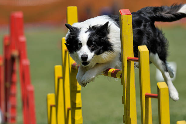 proud dog jumping over obstacle - agility stockfoto's en -beelden