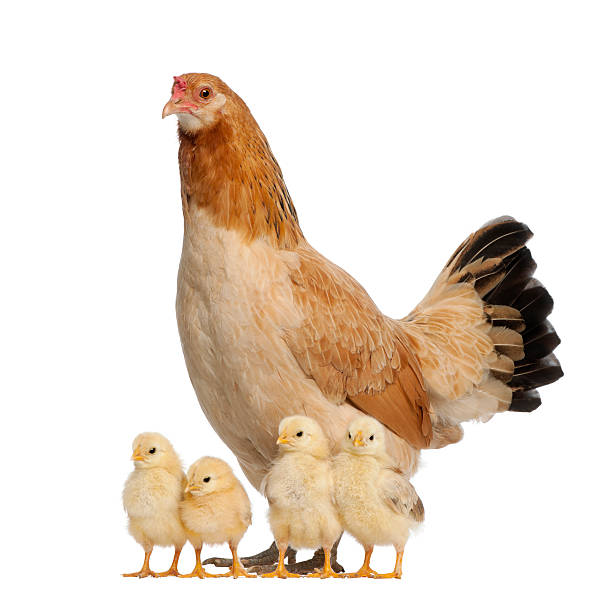 Proud hen with its chicks on white background Hen with its chicks against white background baby chicken stock pictures, royalty-free photos & images
