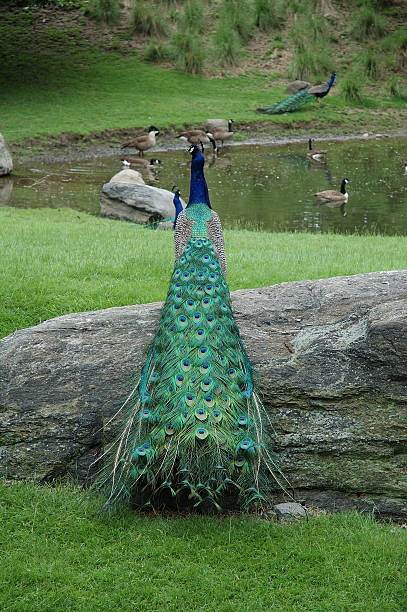 proud peacock - peacock back stockfoto's en -beelden