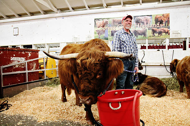 Proud Scottish Highland Cattle Farmer and Cow at State Fair stock photo
