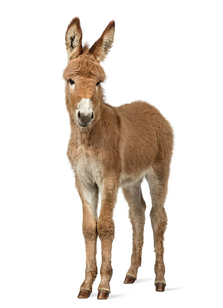 Provence donkey foal isolated on white Young Provence donkey looking at the camera, foal isolated on white donkey photos stock pictures, royalty-free photos & images