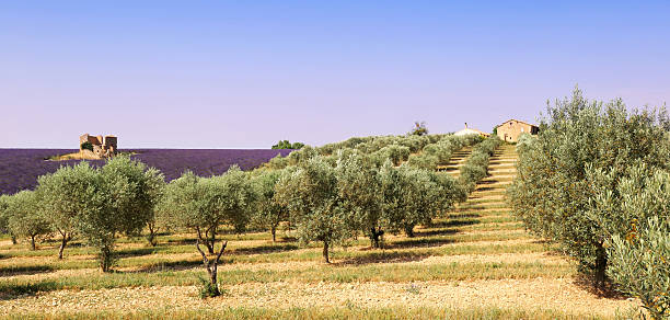 Provence: olive trees and lavender field stock photo