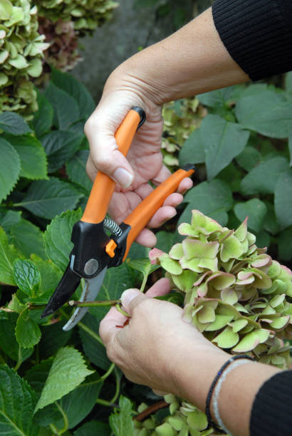 Pruning a hydrangea close-up of the size of a hydrangea with a pruner pruning shears stock pictures, royalty-free photos & images