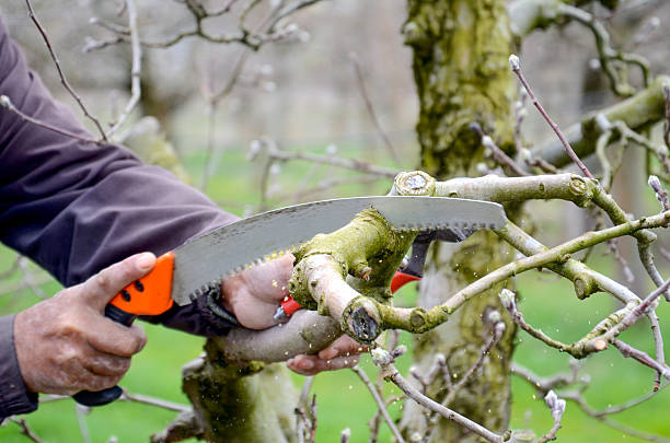 Pruning an apple tree with pruning saw stock photo