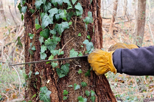 Pruning Invasive English Ivy From Tree Stock Photo - Download Image Now -  iStock