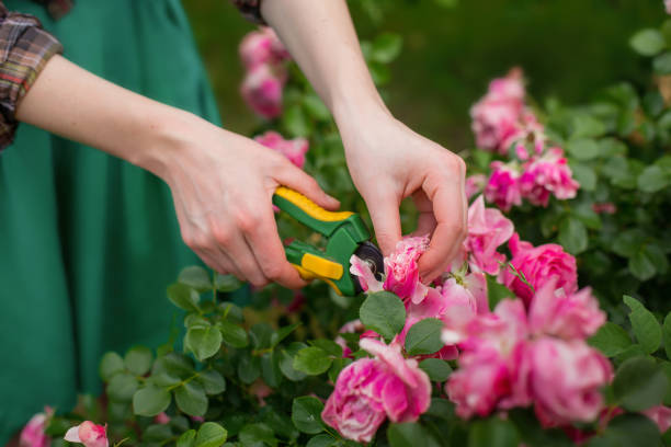 Pruning of garden Pruning the bush (rose) with secateur in the garden. Hand of the woman closeup pruning gardening stock pictures, royalty-free photos & images