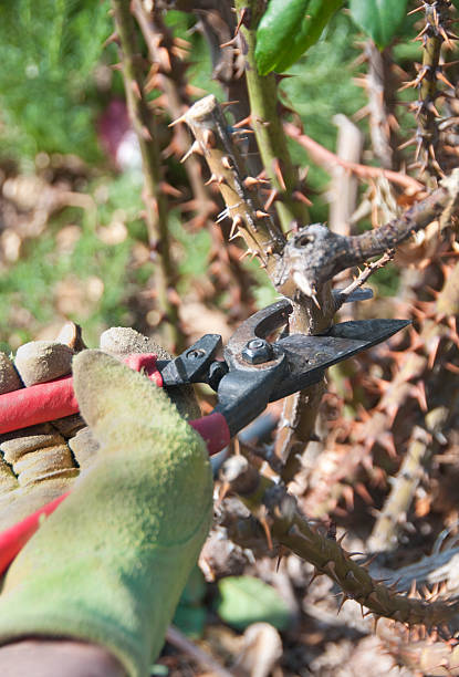Pruning Roses stock photo