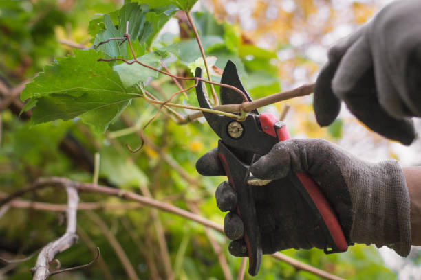 pruning the vine stock photo