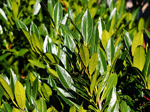 Prunus laurocerasus 'Otto Luyken' stock photo