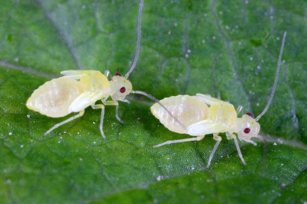 Psocid (Psocoptera) called also - booklice, barklice or barkflies. Two yellow larvae on a green leaf. High magnification. stock photo