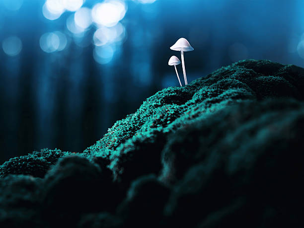 Psychedelic mushrooms Psychedelic mushrooms growing on moss in dreamy forest herbal medicine photos stock pictures, royalty-free photos & images