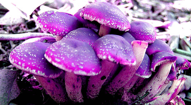 Psychedelic mushrooms stock photo