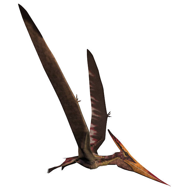 Pteranodon on White stock photo