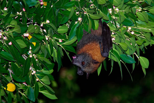 Pteropus poliocephalus - Gray-headed Flying Fox in the night Pteropus poliocephalus - Gray-headed Flying Fox in the evening, fly away from day site and feeding on fruits, hang down on the branch. Katherine Fox stock pictures, royalty-free photos & images