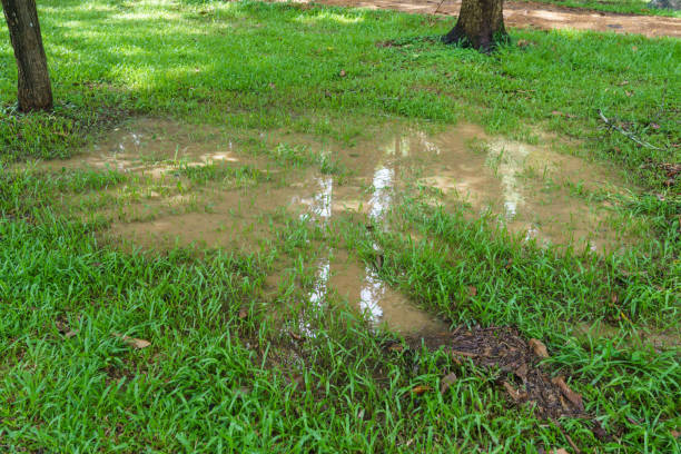 une flaque d’eau dans la pelouse - pluie jardin photos et images de collection