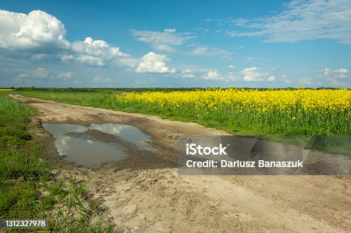 istock Puddle on a dirt road beside a yellow rape field and clouds on the sky 1312327978