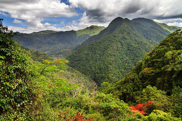 Puerto Rico forest hills Amazing view over the jungle forests in the hills of central Puerto Rico in summer puerto rico stock pictures, royalty-free photos & images