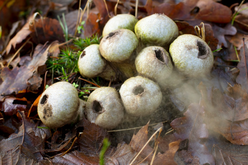 A group of puffball mushrooms. The wind is spreading the spores.