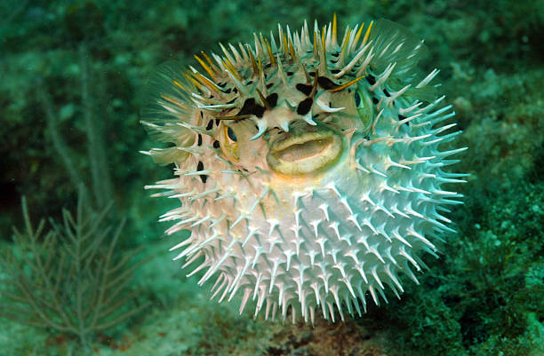 Puffed up blowfish swimming underwater in the ocean stock photo