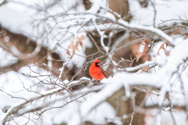 229 Winter Cardinal Backgrounds Stock Photos Pictures Royalty Free Images Istock