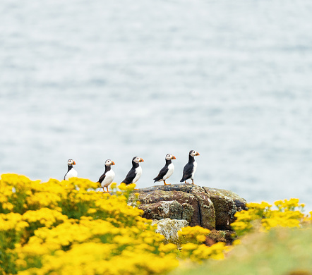 Five puffins standing together in a row on a rock, with the sea in the background.