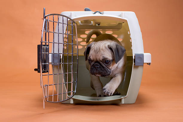 Pug dog in a travel crate a pug puppy leaving his crate crate stock pictures, royalty-free photos & images